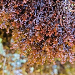 Frullania tamarisci