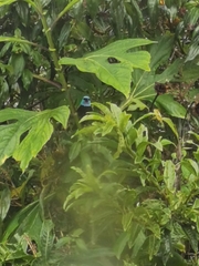 Stilpnia cyanicollis