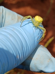 Misumessus oblongus