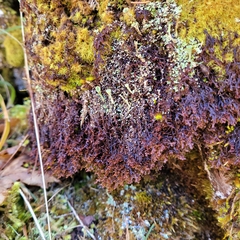 Frullania tamarisci