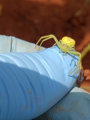 Misumessus oblongus