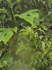 Stilpnia cyanicollis