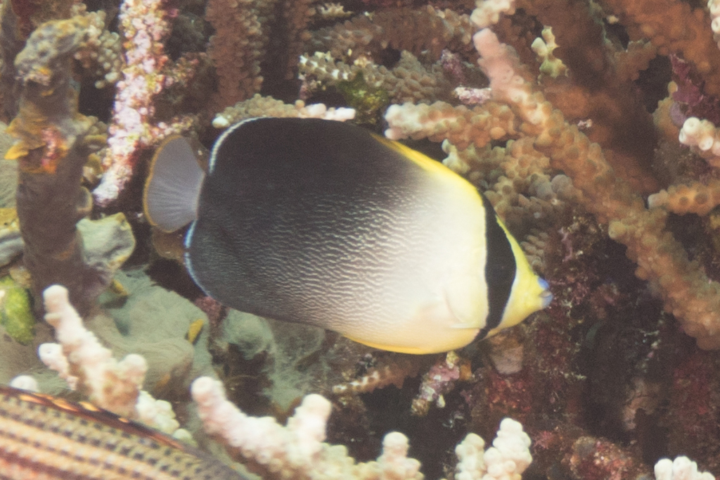 Greytail Angelfish