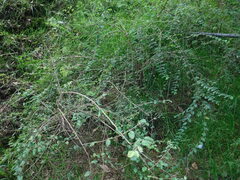 Symphoricarpos microphyllus