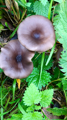 Pseudoclitocybe cyathiformis
