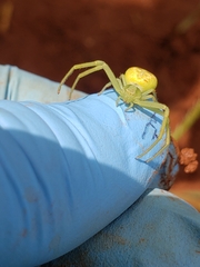 Misumessus oblongus