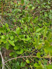 Ilex glabra