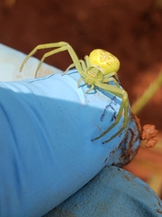 Misumessus oblongus