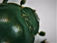 Euonthophagus atramentarius