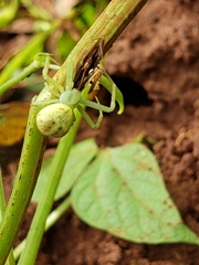 Misumessus oblongus