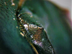 Euonthophagus atramentarius