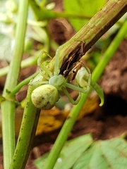 Misumessus oblongus