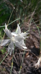 Dianthus mooiensis
