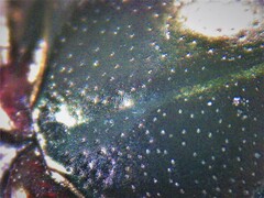 Euonthophagus atramentarius