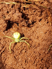Misumessus oblongus