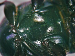 Euonthophagus atramentarius