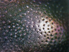 Euonthophagus atramentarius