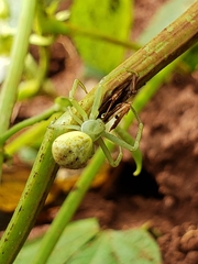 Misumessus oblongus
