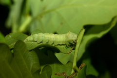 Bena bicolorana