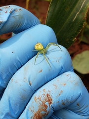 Misumessus oblongus