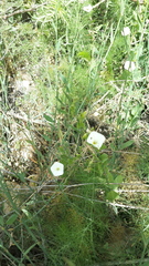 Convolvulus arvensis