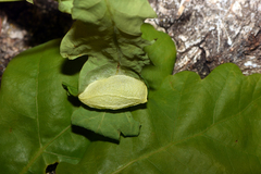 Bena bicolorana