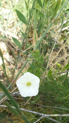 Convolvulus arvensis