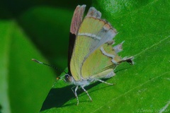 Chlorostrymon simaethis