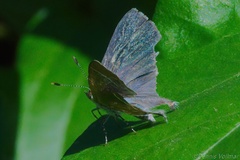 Chlorostrymon simaethis