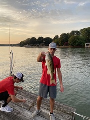 Micropterus punctulatus