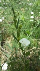 Convolvulus arvensis