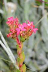 Crassula coccinea