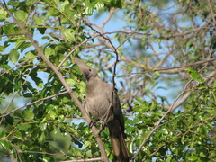 Corythaixoides concolor