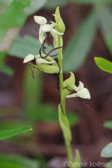 Habenaria floribunda