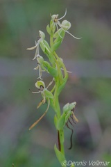 Habenaria quinqueseta
