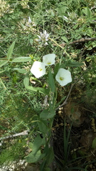 Convolvulus arvensis