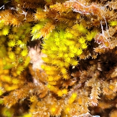 Homalothecium sericeum