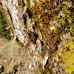 Homalothecium sericeum