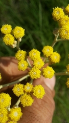 Helichrysum