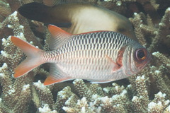 Myripristis violacea