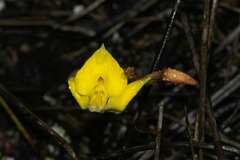 Disa tenuifolia