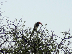 Lophoceros alboterminatus