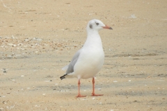 Laridae
