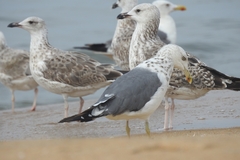 Laridae