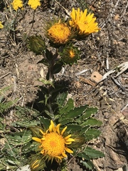 Berkheya armata