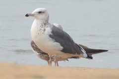 Laridae