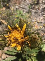 Berkheya armata