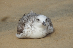 Larus fuscus