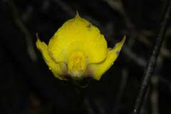 Disa tenuifolia