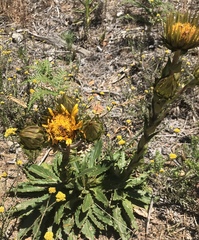 Berkheya armata